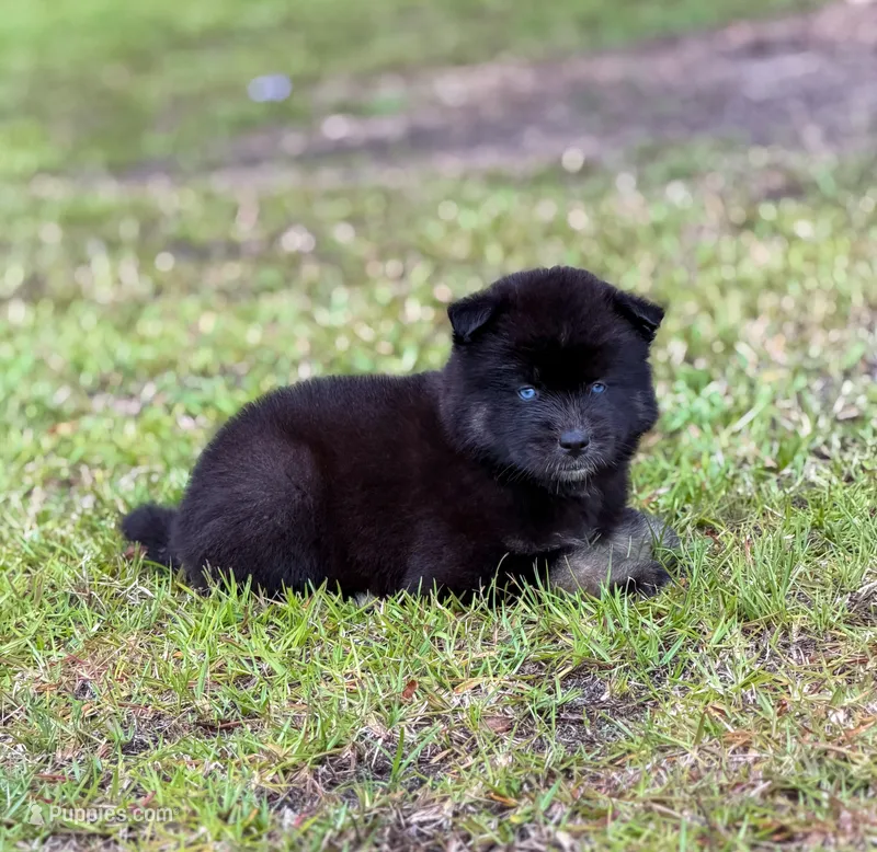 Fynn – Siberian Husky puppy for sale in Pearson, GA