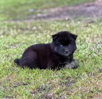 Fynn, a male Siberian Husky for sale in Pearson, GA – 1 of 1