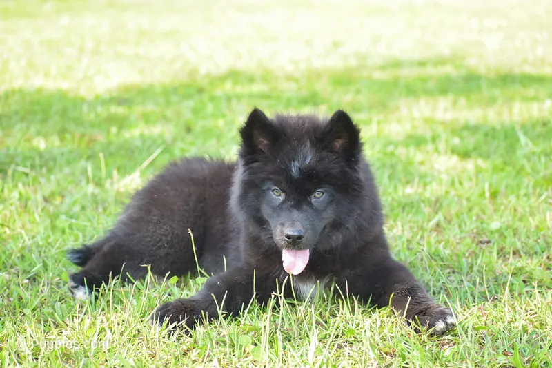 Forrest – Siberian Husky puppy for sale in Pearson, GA