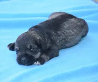 Suki, a female Miniature Schnauzer for sale in Pearson, GA – Photo 10 of 10