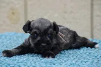 Suki, a female Miniature Schnauzer for sale in Pearson, GA – Photo 1 of 10