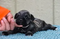 Suki, a female Miniature Schnauzer for sale in Pearson, GA – Photo 2 of 10