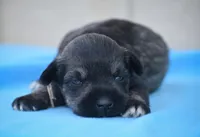 Suki, a female Miniature Schnauzer for sale in Pearson, GA – Photo 8 of 10