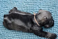 Suki, a female Miniature Schnauzer for sale in Pearson, GA – Photo 4 of 10