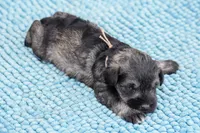 Suki, a female Miniature Schnauzer for sale in Pearson, GA – Photo 6 of 10