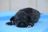 Suki, a female Miniature Schnauzer for sale in Pearson, GA – Photo 9 of 10