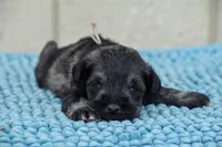 Suki, a female Miniature Schnauzer for sale in Pearson, GA – Photo 7 of 10