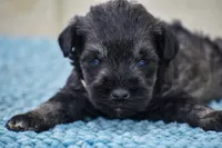 Suki, a female Miniature Schnauzer for sale in Pearson, GA – Photo 5 of 10