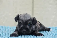 Suki, a female Miniature Schnauzer for sale in Pearson, GA – Photo 3 of 10