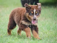 Naz, a male Australian Shepherd for sale in Pearson, GA – 6 of 8