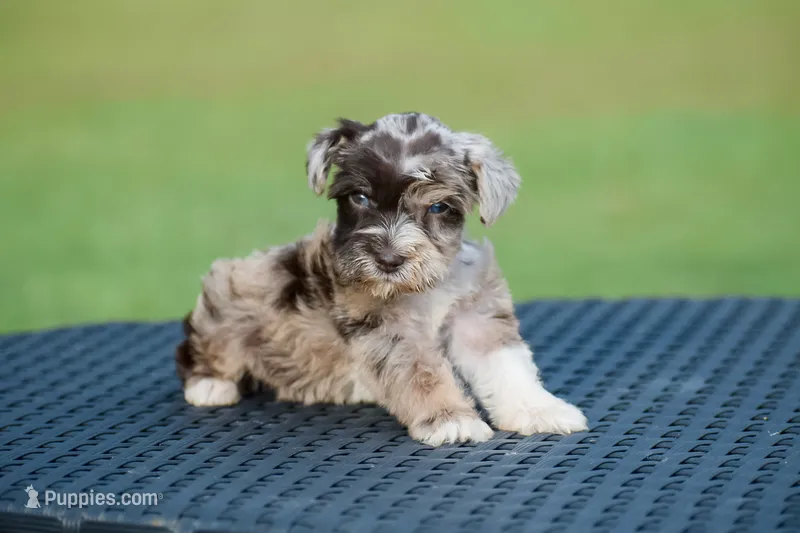 Tripp – Miniature Schnauzer puppy for sale in Pearson, GA