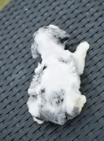 Tidbit, a male Miniature Schnauzer for sale in Pearson, GA – 2 of 3