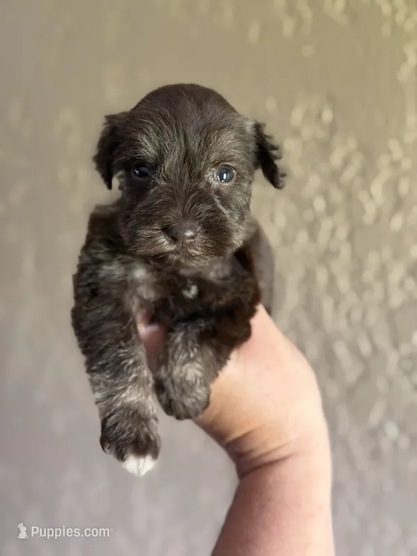 Honey – Miniature Schnauzer puppy for sale in Pearson, GA