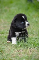 Arrow , a female Siberian Husky for sale in Pearson, GA – Photo 2 of 10