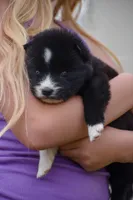 Arrow , a female Siberian Husky for sale in Pearson, GA – Photo 5 of 10