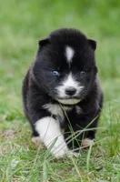 Arrow , a female Siberian Husky for sale in Pearson, GA – Photo 3 of 10