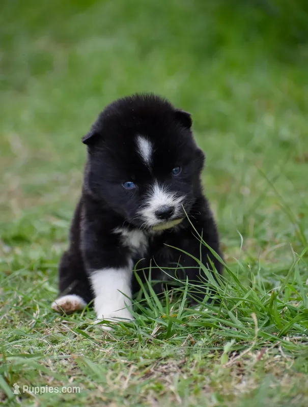 Arrow  – Siberian Husky puppy for sale in Pearson, GA