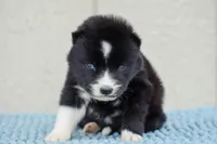Arrow , a female Siberian Husky for sale in Pearson, GA – Photo 6 of 10