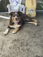 Kami , a female Australian Shepherd for sale in Pearson, GA – 8 of 8