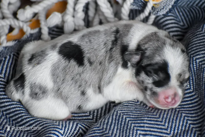 Tate – Miniature Schnauzer puppy for sale in Pearson, GA