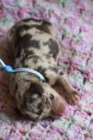 Hayes, a male Miniature Schnauzer for sale in Pearson, GA – 2 of 5