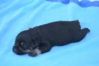 Java, a male Miniature Schnauzer for sale in Pearson, GA – Photo 3 of 3