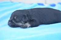 Java, a male Miniature Schnauzer for sale in Pearson, GA – Photo 2 of 3