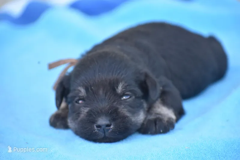 Java – Miniature Schnauzer puppy for sale in Pearson, GA
