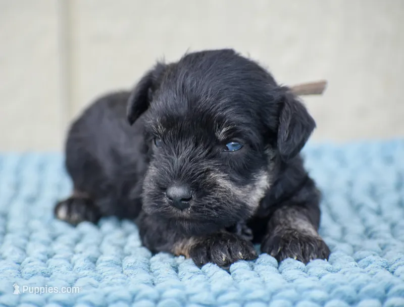 Java – Miniature Schnauzer puppy for sale in Pearson, GA