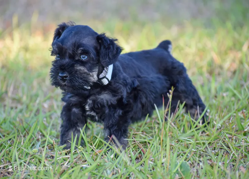 Java – Miniature Schnauzer puppy for sale in Pearson, GA