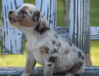 Kyri, a female Australian Shepherd for sale in Pearson, GA – 2 of 10