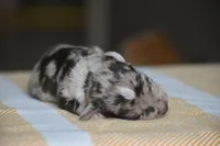 Hayes, a male Miniature Schnauzer for sale in Pearson, GA – 5 of 6