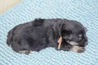 Jonny, a male Miniature Schnauzer for sale in Pearson, GA – Photo 2 of 2