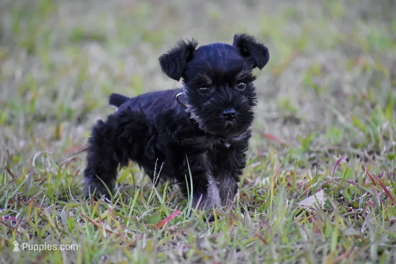 Jonny – Miniature Schnauzer puppy for sale in Pearson, GA
