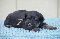 Jonny, a male Miniature Schnauzer for sale in Pearson, GA – Photo 1 of 2