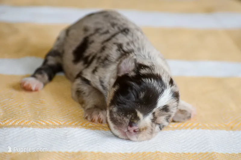 Tripp – Miniature Schnauzer puppy for sale in Pearson, GA