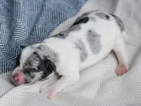 Tate, a male Miniature Schnauzer for sale in Pearson, GA – 3 of 4
