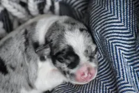 Tate, a male Miniature Schnauzer for sale in Pearson, GA – 4 of 4