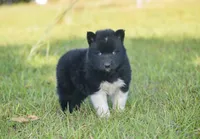 Fleck - AKC wooly male , a male Siberian Husky for sale in Pearson, GA – Photo 3 of 3