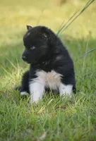 Fleck - AKC wooly male , a male Siberian Husky for sale in Pearson, GA – Photo 2 of 3