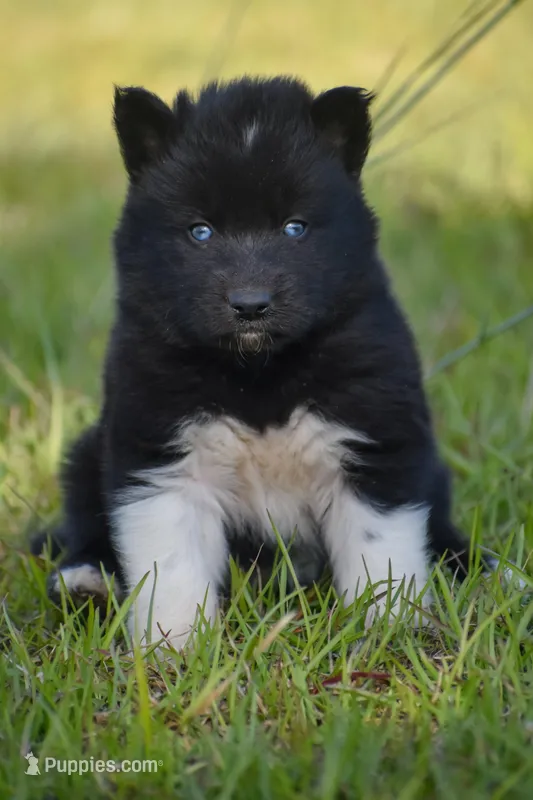 Fleck - AKC wooly male  – Siberian Husky puppy for sale in Pearson, GA