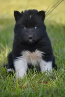 Fleck - AKC wooly male , a male Siberian Husky for sale in Pearson, GA – Photo 1 of 3