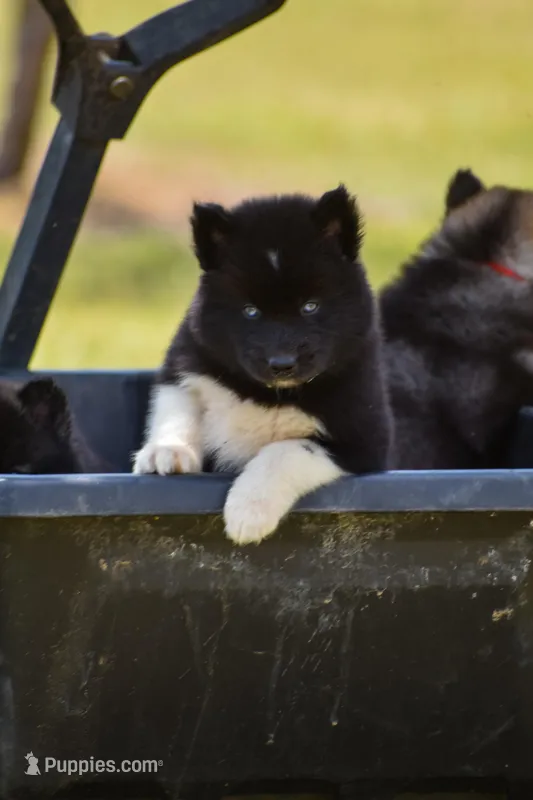 Fleck - AKC wooly male  – Siberian Husky puppy on hold in Pearson, GA