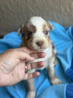 Kyri, a female Australian Shepherd for sale in Pearson, GA – 3 of 10