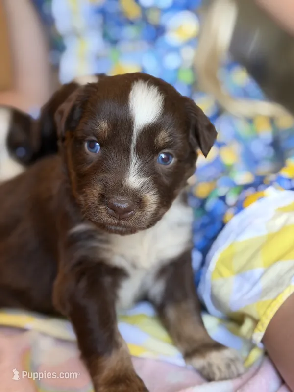 Kenna  – Australian Shepherd puppy for sale in Pearson, GA