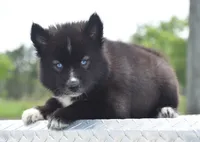 Anayah, a female Siberian Husky for sale in Pearson, GA – 4 of 6