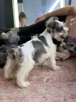 Sera , a female Miniature Schnauzer for sale in Pearson, GA – 4 of 9