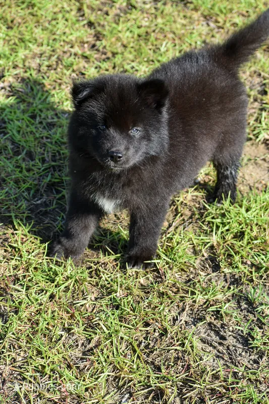 Forrest – Siberian Husky puppy for sale in Pearson, GA