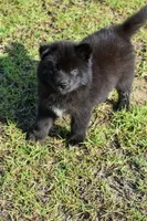 Forrest, a male Siberian Husky for sale in Pearson, GA – 1 of 4