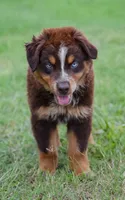 Naz, a male Australian Shepherd for sale in Pearson, GA – 4 of 8